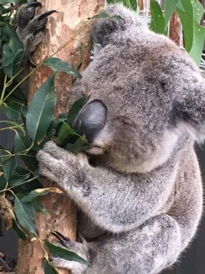 Koala Hospital